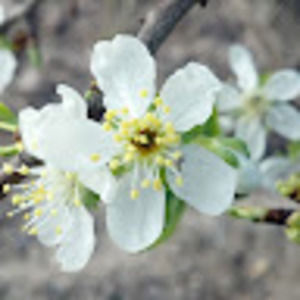 Meet your Posher, Plum